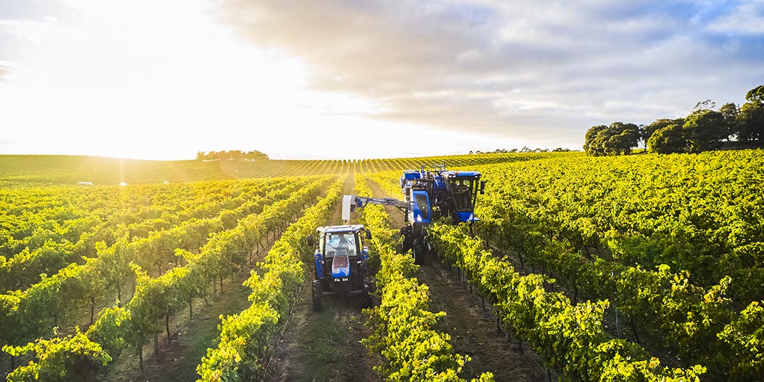 Two trucks harvesting wines. 